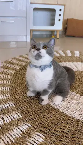 Munchkin British Short Hair (Munchkin BSH)