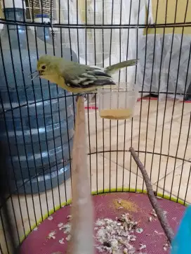 Jual burung cipow gacor dorr