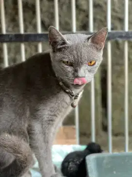 Gratis kucing BSH + 4 anak nya
