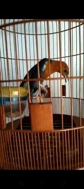 Jual burung anis merahh gacorr telerr
