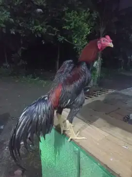 Jual ayam jago + 3 biang produksi lagi nelor