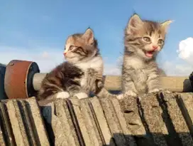 Jual Persia kitten pure bulu kapas