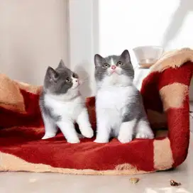 British shorthair