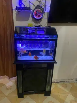 Aquarium/akurium ikan 60cm