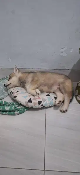 Anjing murah husky
