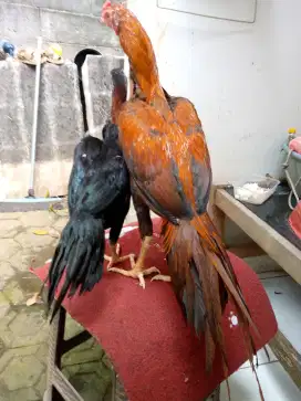 Ayam Bangkok Ekor lidi