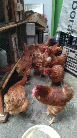 Ayam Petelur usia dewasa