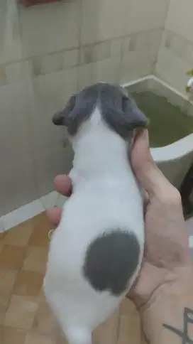 Chihuahua tiny mini