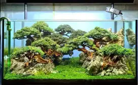 Aquarium aquascape