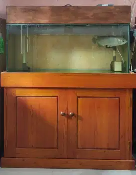 Jual Ikan Arwana fino hijau lapar