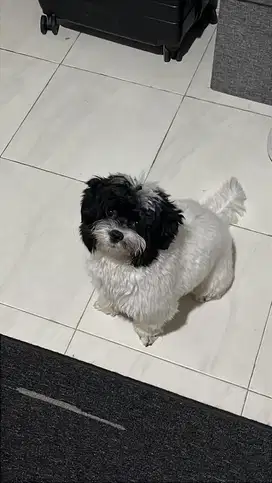 Anjing mix poodle shitzu