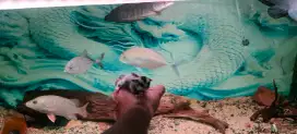 sugar glider white face jantan