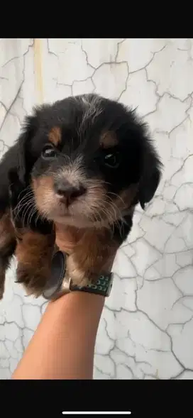 Anjing mix corgi poodle
