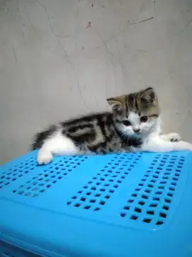 Kitten BSH munchkin