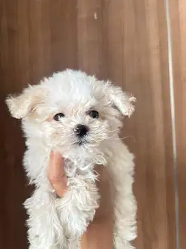 Anak Anjing Maltese Pure Jantan Betina