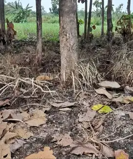 kayu jati 5 poon jenis liat di tempat