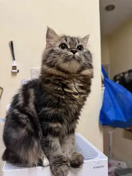kitten persia x maincoone
