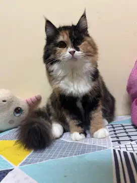 kitten anggora x maincoone