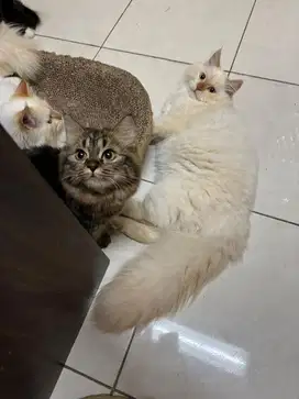 anggora x maincoone