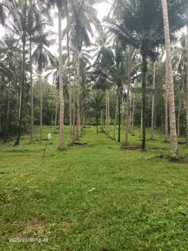 Tanah Kebun Kelapa di Selemadeg Tabanan Bali