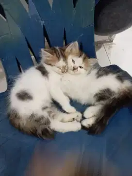 Open adopt Persia mix