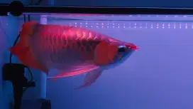 Arwana super red spesial nyendok-+50cm