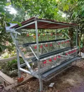 Kandang ayam petelur