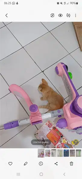 Kitten persia usia 3 bulanan