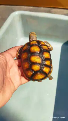Kura darat sulcata RF OS