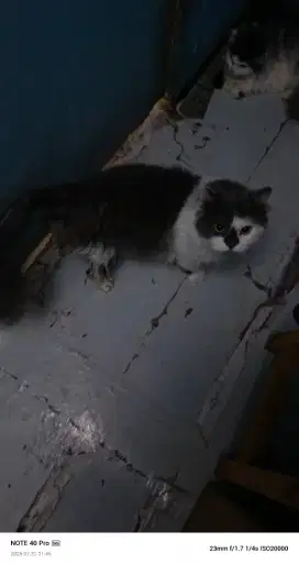 Kucing persia mix BSH Longhair