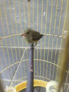 Kemade bunga api