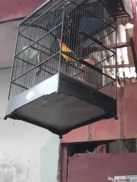 Burung Kepodang Bali Gacor