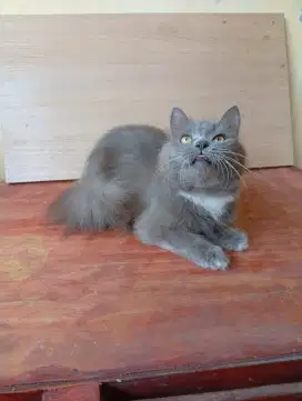 Kucing betina abu shortair