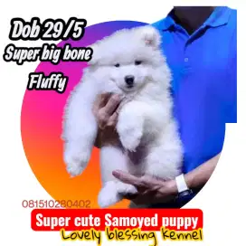 Dijual anjing samoyed jantan dan betina