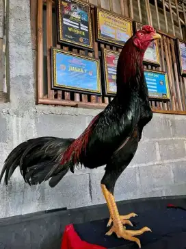 Ayam Bangkok pakhoy pukul ko