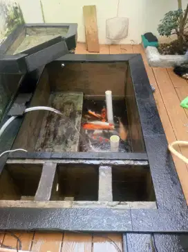Jasa kuras kolam ikan koi