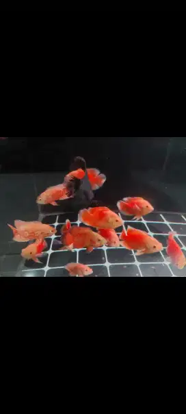 Oscar nemo dan red