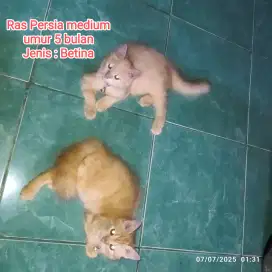 2 Persia bigbone 5 bulan betina