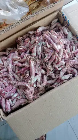 grosir ikan Asin dan Cumi