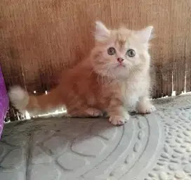Munchkin minute long hair cantik