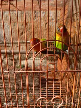 Dijual Lovebird sepasang + sangkar