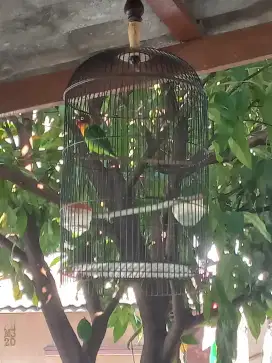 Kandang lovebird komplit cepuk dan sarung jg burun