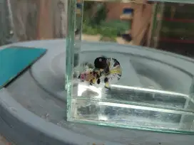 Yellow koi chopper