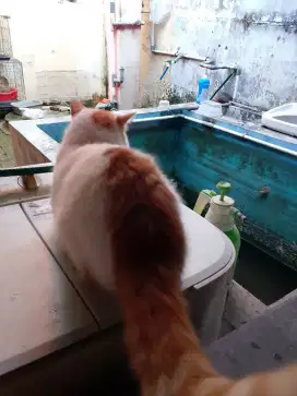 Kucing Persia jantan