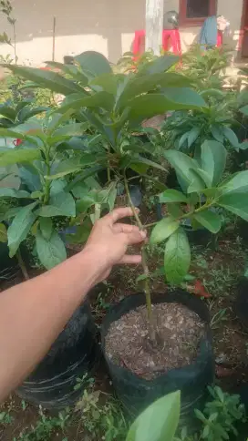 Bibit alpukat miki