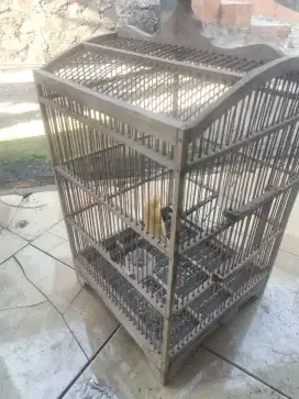 Burung kenari lokal bahan di jamin jantan