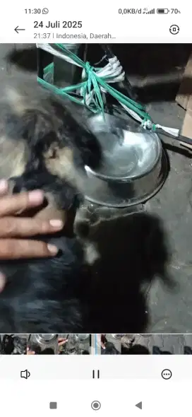 anjing lucu dan pintar