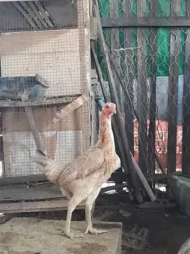 Ayam babon jenis mangon
