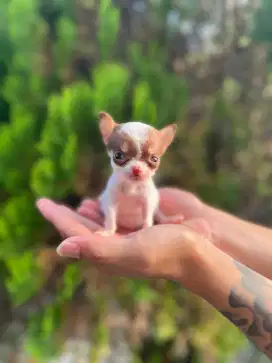 Micro chihuahua stambum perkin