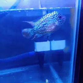 Ikan Louhan Kamfa F2